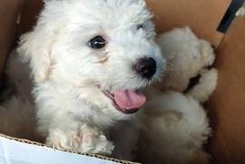 Bichon Frise puppies for sale READY NOW 