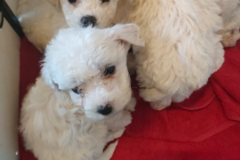 Bichon Frise puppies for sale READY NOW 