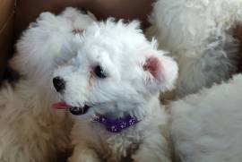 Bichon Frise puppies for sale READY NOW 