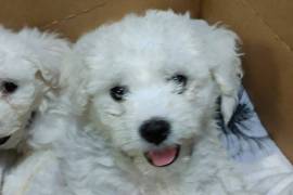 Bichon Frise puppies for sale READY NOW 