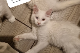 Adorable maine coon kittens 