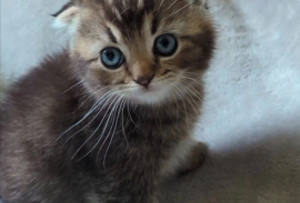 PEDIGREE CERTIFICATE• TICA •SCOTTISH FOLD STRAIGHT