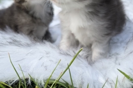 Beautiful Scottish fold kittens