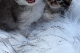 Beautiful Scottish fold kittens