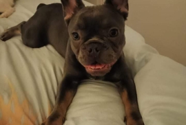 Beautiful female frenchie 