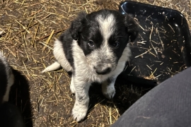 Beautiful Border collies