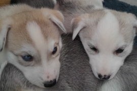 2 Siberian huskies left