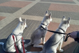 2 Siberian huskies left