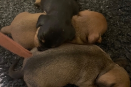 Miniature dachshunds kc registered pra clear  