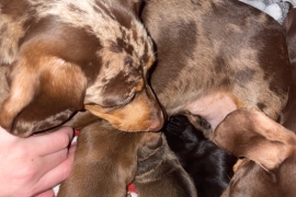 Miniature dachshunds kc registered pra clear  