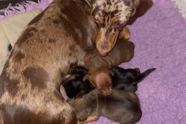 Miniature dachshunds kc registered pra clear  