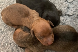 Miniature dachshunds kc registered pra clear  