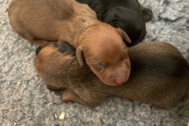 Miniature dachshunds kc registered pra clear  