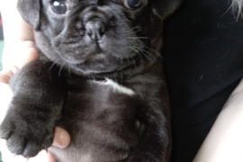 Pug x French bulldog