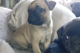 Pug x French bulldog