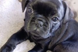 Pug x French bulldog