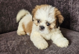 Beautiful shih tzu puppies 