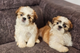 Beautiful shih tzu puppies 