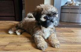 Beautiful shih tzu puppies 