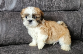 Beautiful shih tzu puppies 