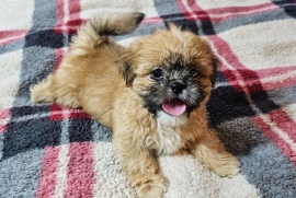 Beautiful shih tzu puppies 