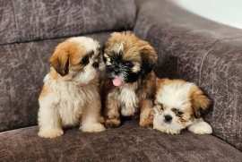 Beautiful shih tzu puppies 