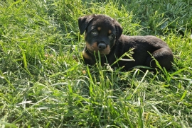 Pure chunky breed rottwilers Ready now 