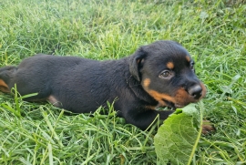 Pure chunky breed rottwilers Ready now 