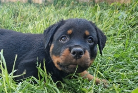 Pure chunky breed rottwilers Ready now 