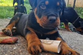 Pure chunky breed rottwilers Ready now 