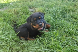 Pure chunky breed rottwilers Ready now 