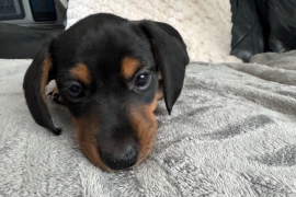 Miniature Dachshund Puppies 