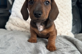 Miniature Dachshund Puppies 