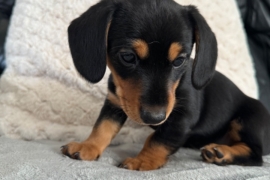 Miniature Dachshund Puppies 