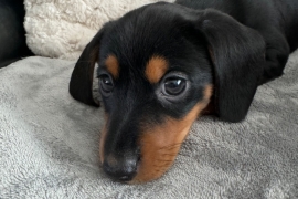 Miniature Dachshund Puppies 