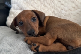 Miniature Dachshund Puppies 