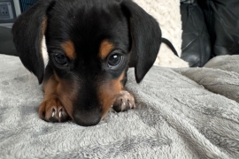 Miniature Dachshund Puppies 