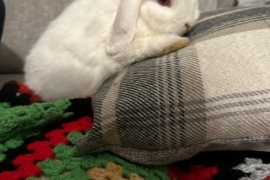 1yr old mini lop 