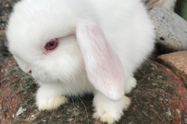 1yr old mini lop 