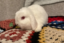 1yr old mini lop 