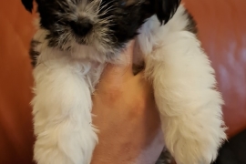 2 male puppy availabe 