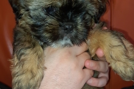 2 male puppy availabe 