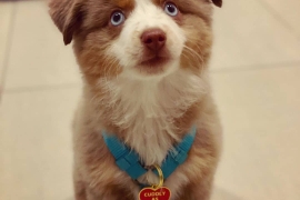 Border collie puppies