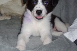 Border collie puppies