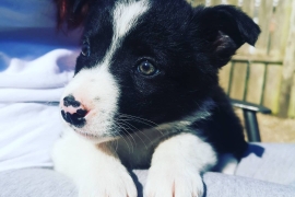 Border collie puppies