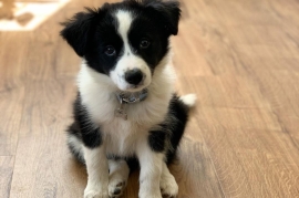 Border collie puppies