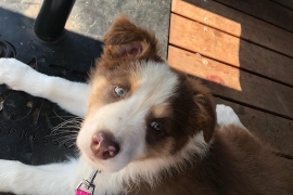 Border collie puppies