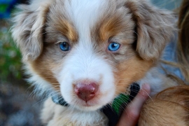 Border collie puppies