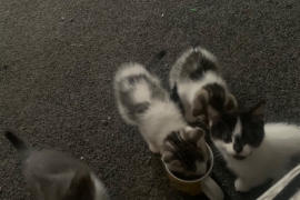 Kittens