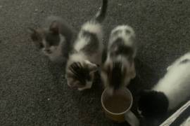 Kittens